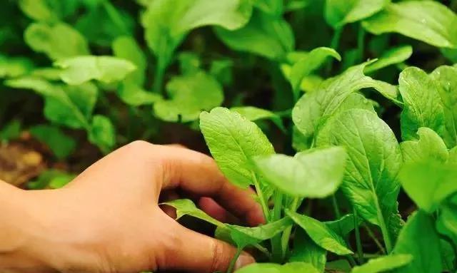 有机肥使用方法与作用